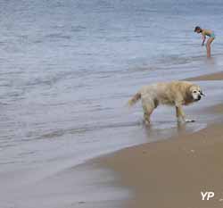 chien &agrave; la plage (doc. Yalta Production)