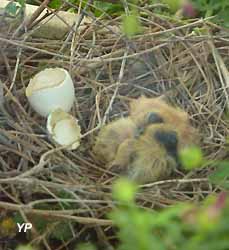 cygnes 