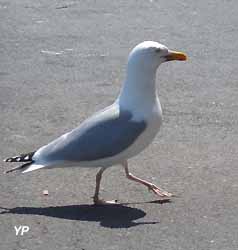 cygnes 