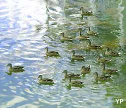 canards