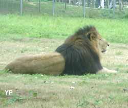 lion