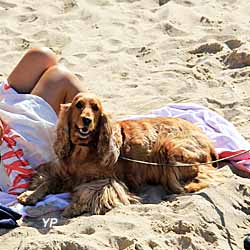 chien sur la plage (doc. Yalta Production)
