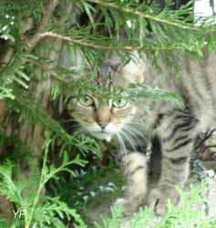 chat