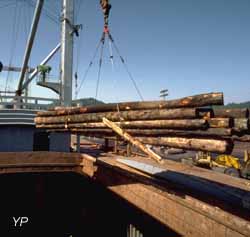 exportation de bois exotique