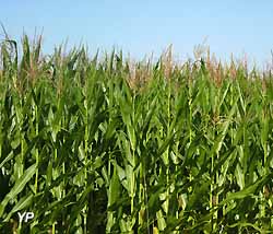 Le maïs OGM MON 810 reste interdit en France