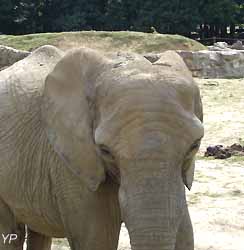 &eacute;l&eacute;phant &agrave; Thoiry