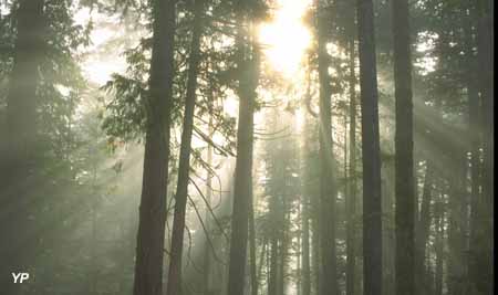 forêt de sapins au Canada