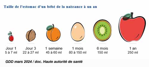 Taille de l'estomac d'un nourrisson (doc. HAS 2024)