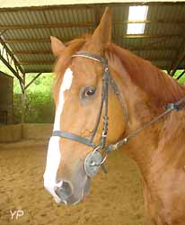 Vite, cheval de selle français 