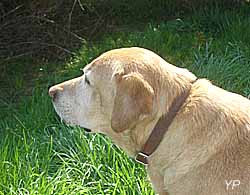 labrador 