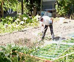 jardinier dans son potager