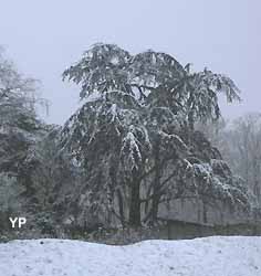 arbre sous la neige 