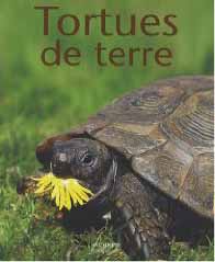 Tortues de terre