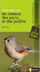 Gros plan sur les oiseaux des parcs et des jardins